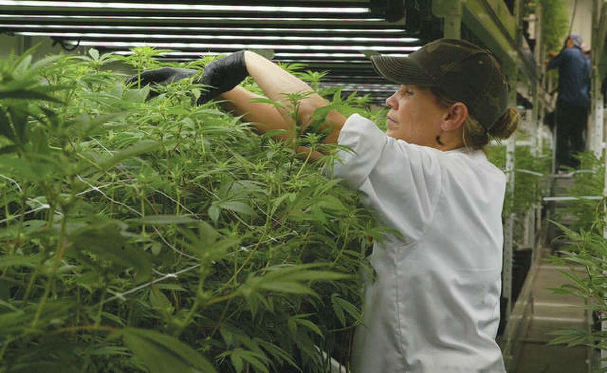 A worker at Ascend Illinois’ Barry facility works Wednesday to prune and check cannabis plants.