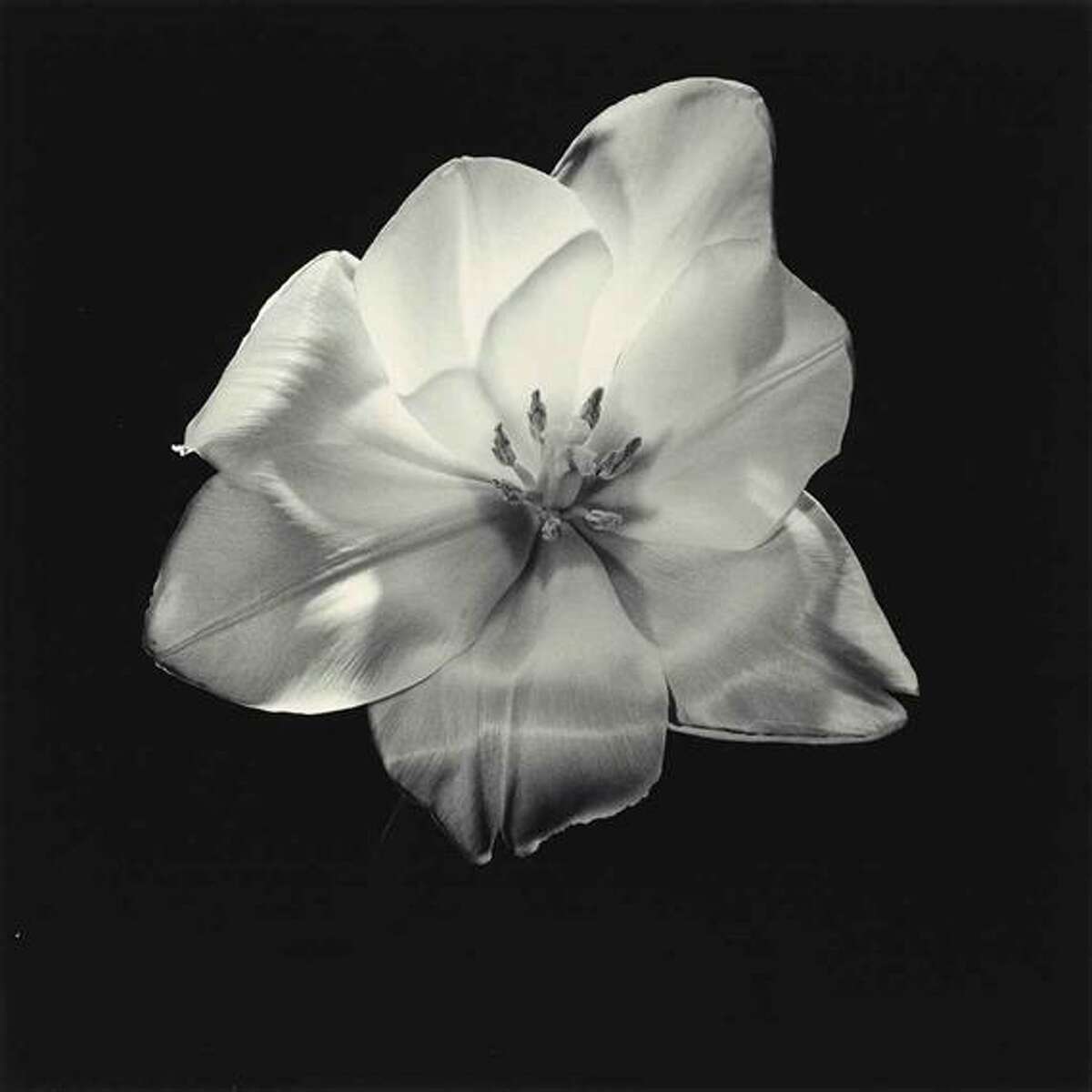 Photographs on view in the annual "Deck the Halls" show at Catherine Couturier Gallery include Robert Mapplethorpe's "Tulip," from 1985.