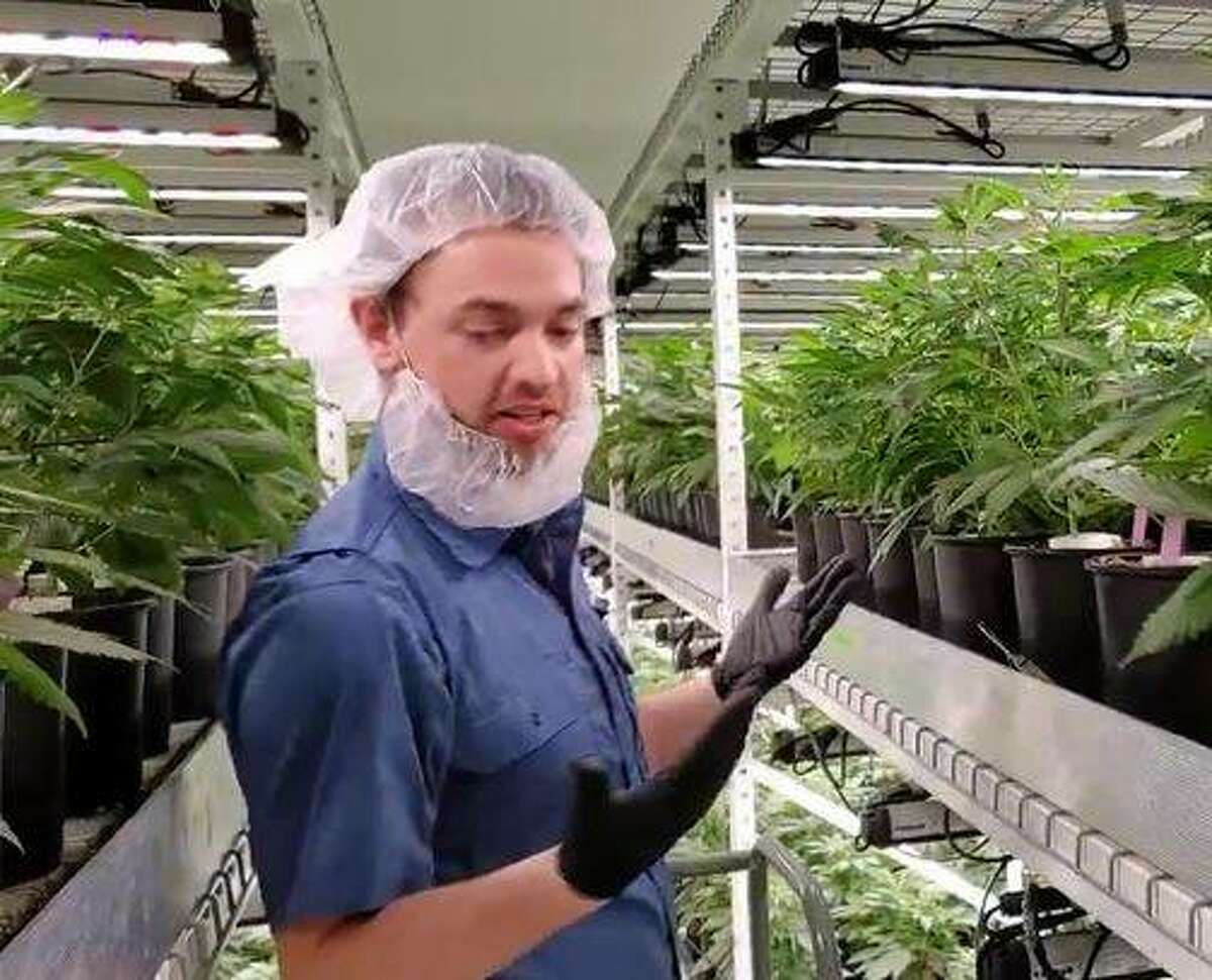 Tre Hoskins of Barry, a propagation specialist at Ascend Illinois’ medical cannabis cultivation center an hour north of Hardin, discusses quality control during a tour of the facility last week.