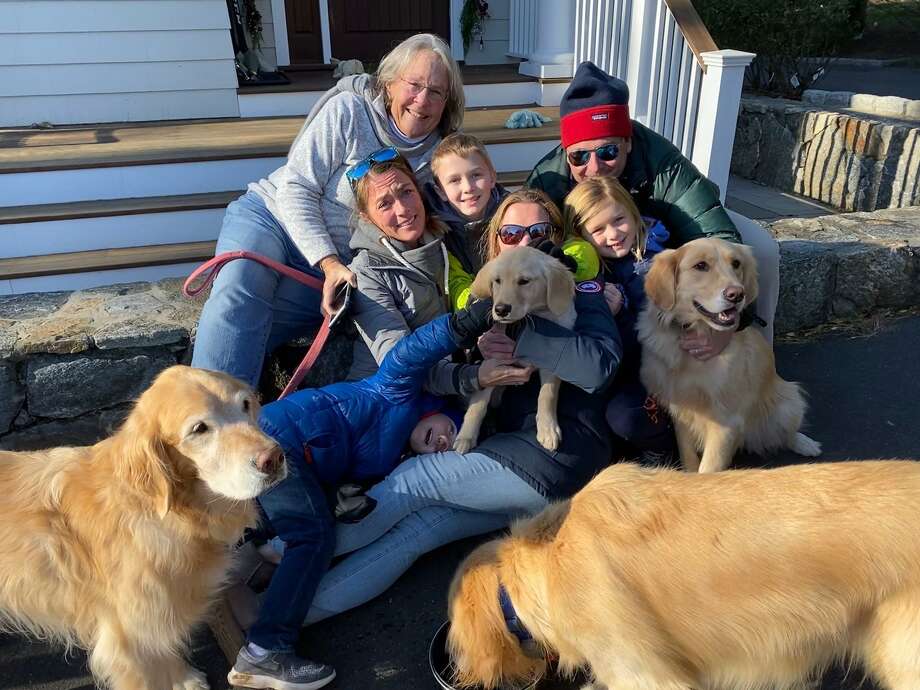 golden retriever puppies puppy find