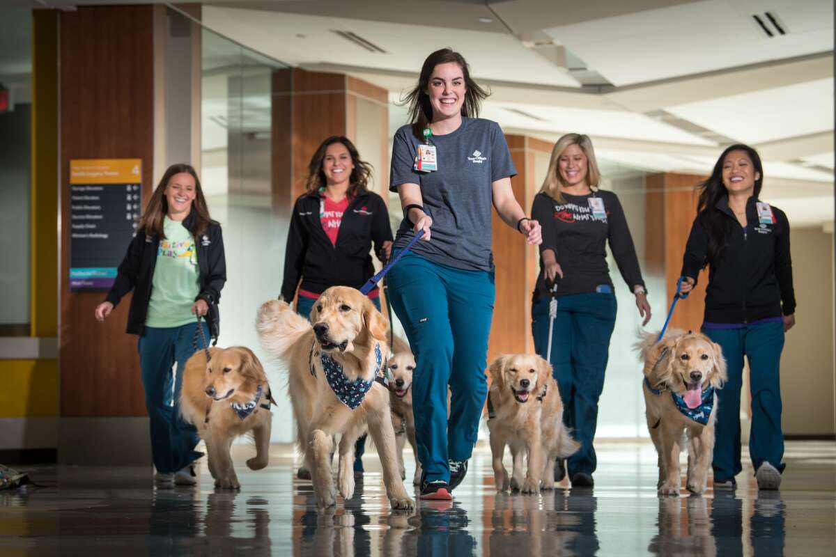 Texas Children's Hospital welcomes new therapy dog, Pluto Texas Children's Hospital welcomes new therapy dog, Pluto
