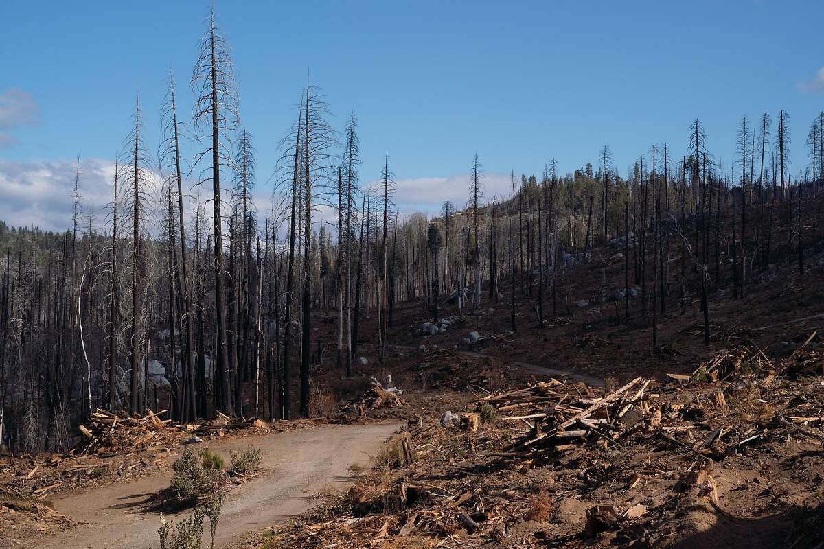 Rebuilding Forests After Massive Fires Debate Over Best Methods Moves