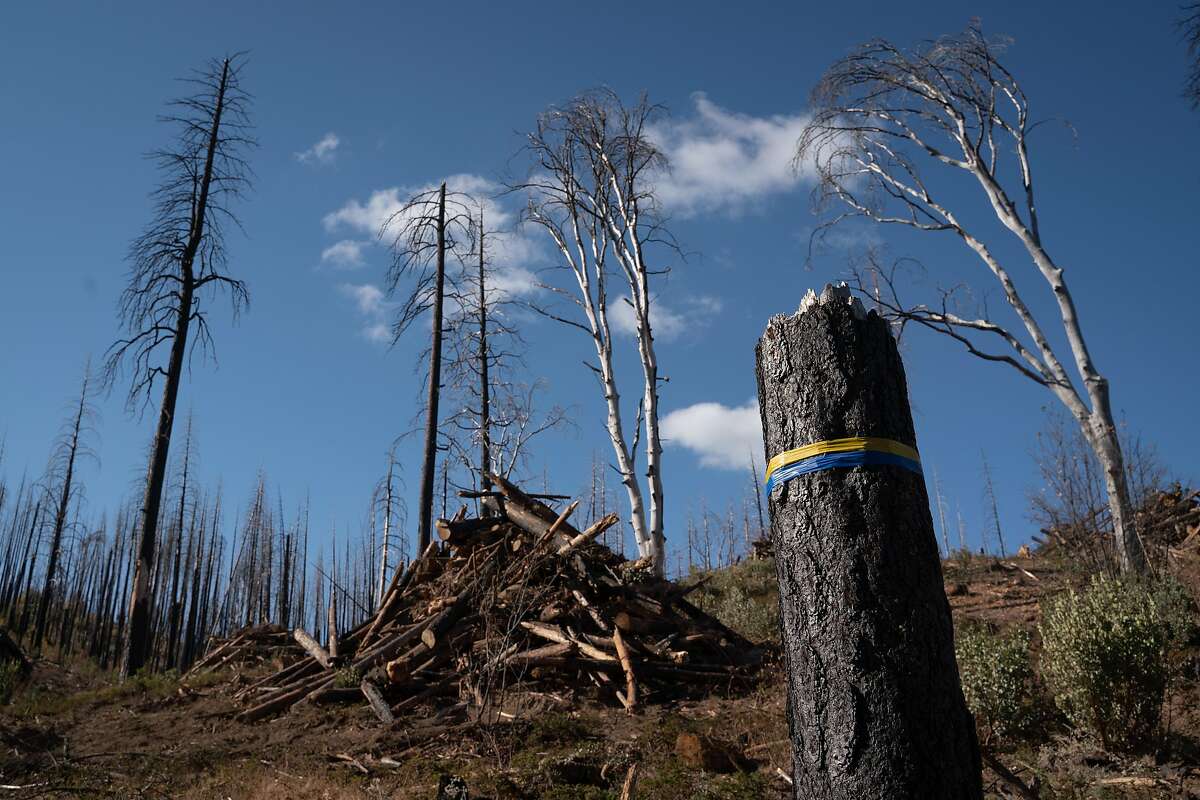 Rebuilding Forests After Massive Fires Debate Over Best Methods Moves