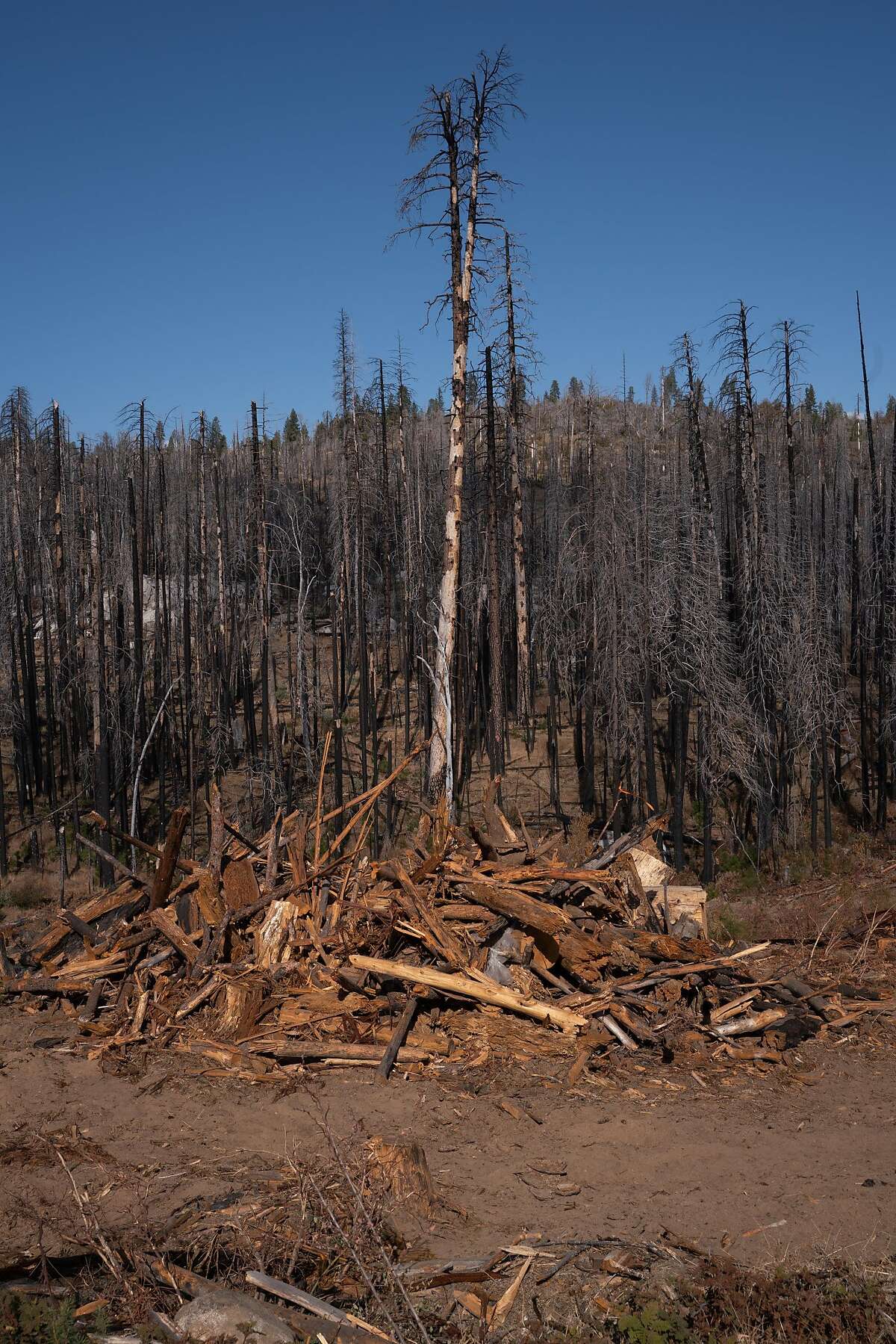 Rebuilding Forests After Massive Fires Debate Over Best Methods Moves
