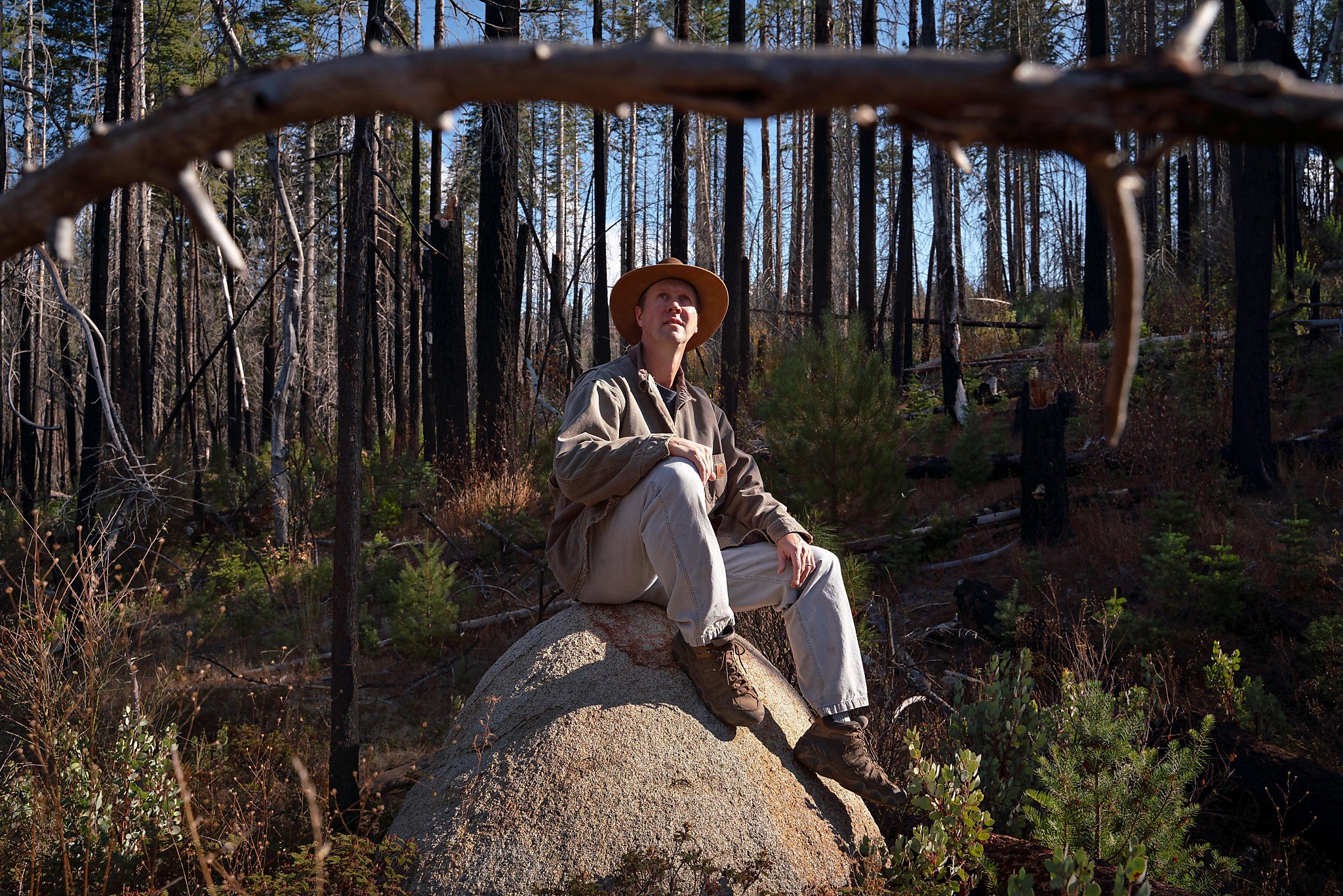 Rebuilding Forests After Massive Fires Debate Over Best Methods Moves