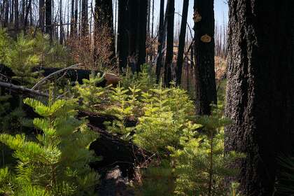 A new pine tree habitat regenerates after the Rim Fire in Stanislaus National Forest near Groveland, Calif., on Friday, November 22, 2019.