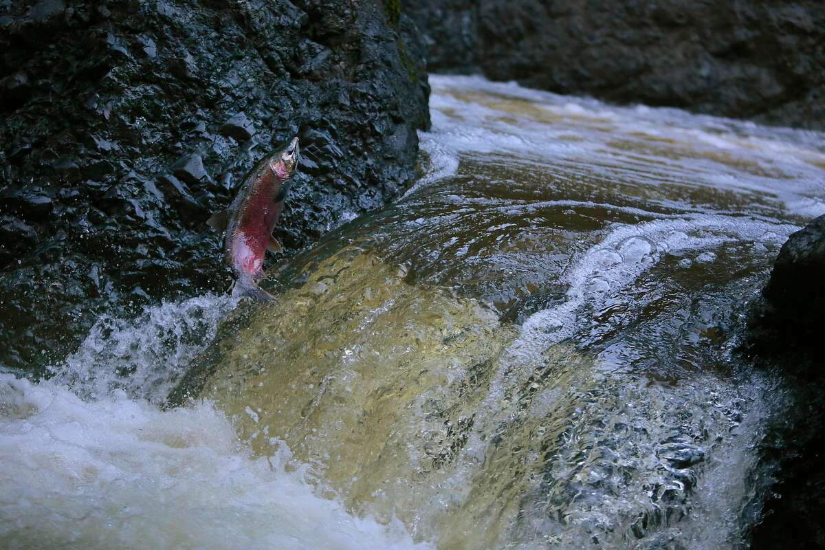 An endangered coho salmon jumps a waterfall at the Inkwells in the San Geronimo Creek in Samuel P. Taylor State Park in Lagunitas, California, Wednesday, December 23, 2015. Ramin Rahimian/Special to The Chronicle
