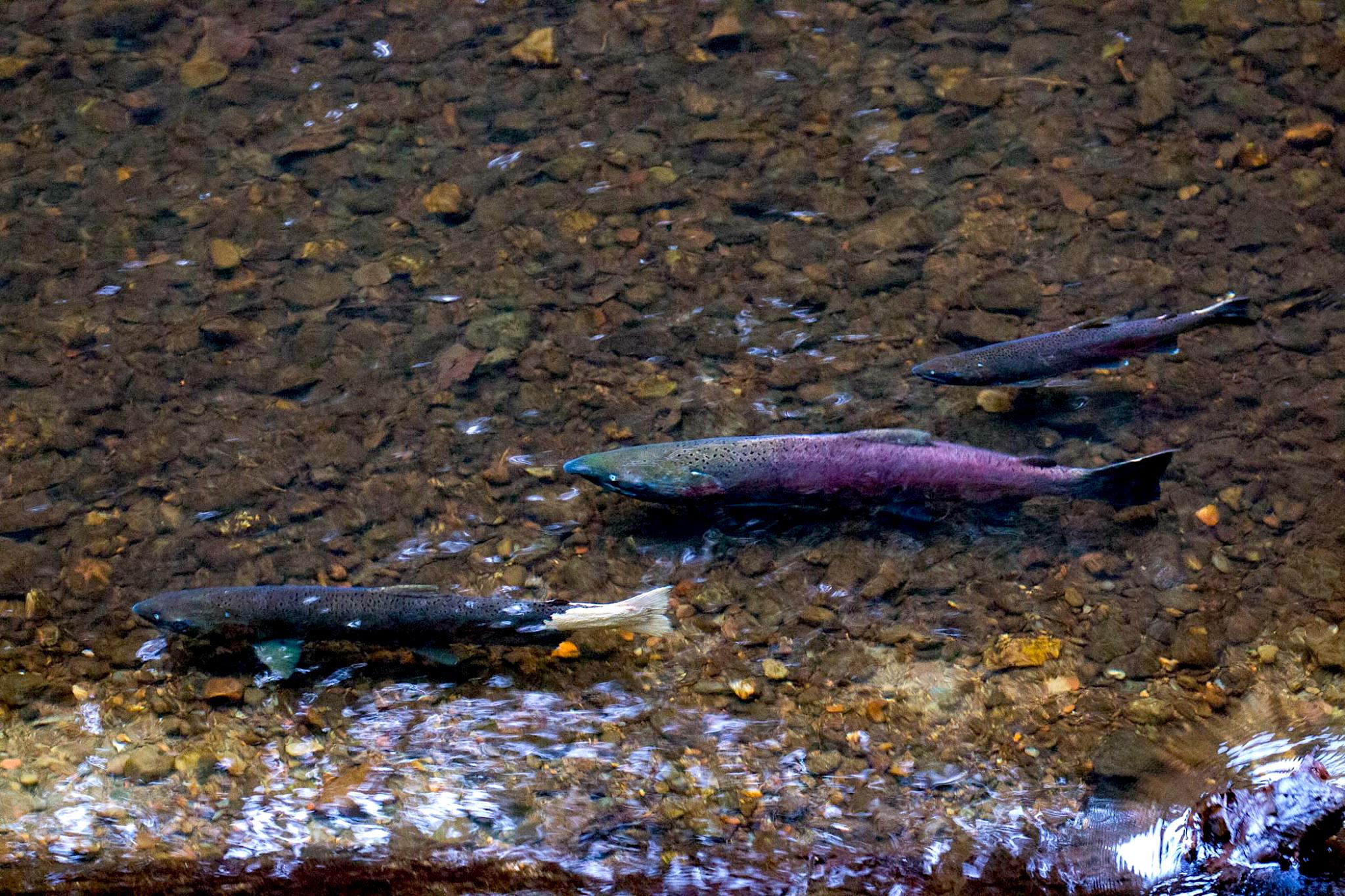 Salmon Jumping Spectacle In Marin Draws Thousands Of Viewers