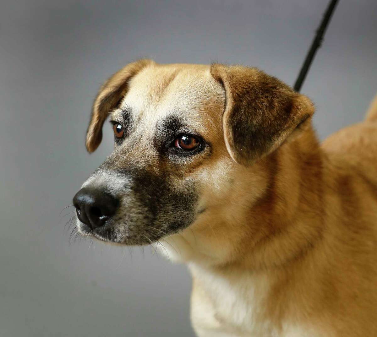 Layla (ID: 41801409) is a 4-year-old, female, Black Mouth Cur mix available for adoption from the Houston Humane Society. Photographed, Monday, Dec. 9, 2019, in Houston. Layla has been in the shelter longer than any other dog, since May 29th-194 days-and as a VIP, her adoption fee is 30% off because she has been in the shelter over 30 days. Layla is a very sweet, outgoing and energetic dog, who knows how to "sit", is great on a leash, and likes other dogs.
