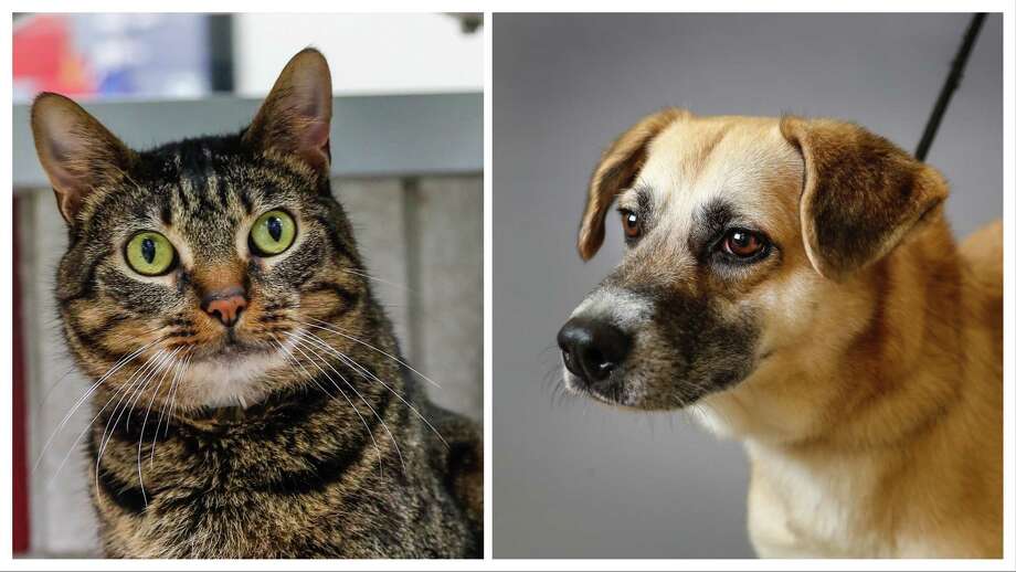 Pets Of The Week Meet Lana And Layla The Houston Humane