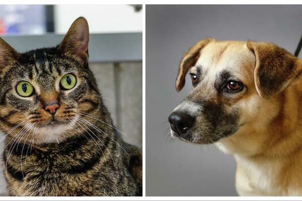 The Most Popular Pet Names Of 2019 Houstonchronicle Com