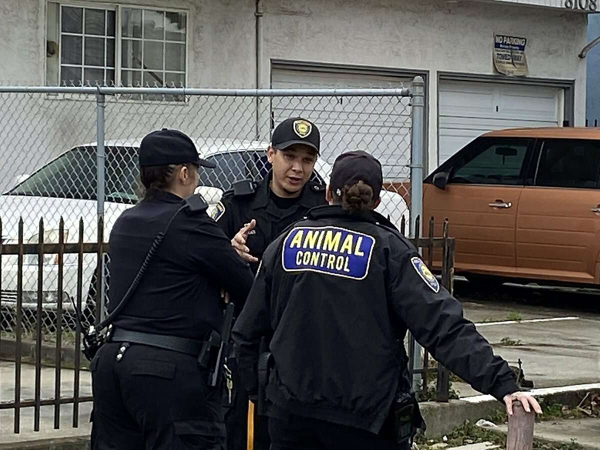 Oakland Police worked with Animal Care and Control to identify the dogs and place them in the shelter.