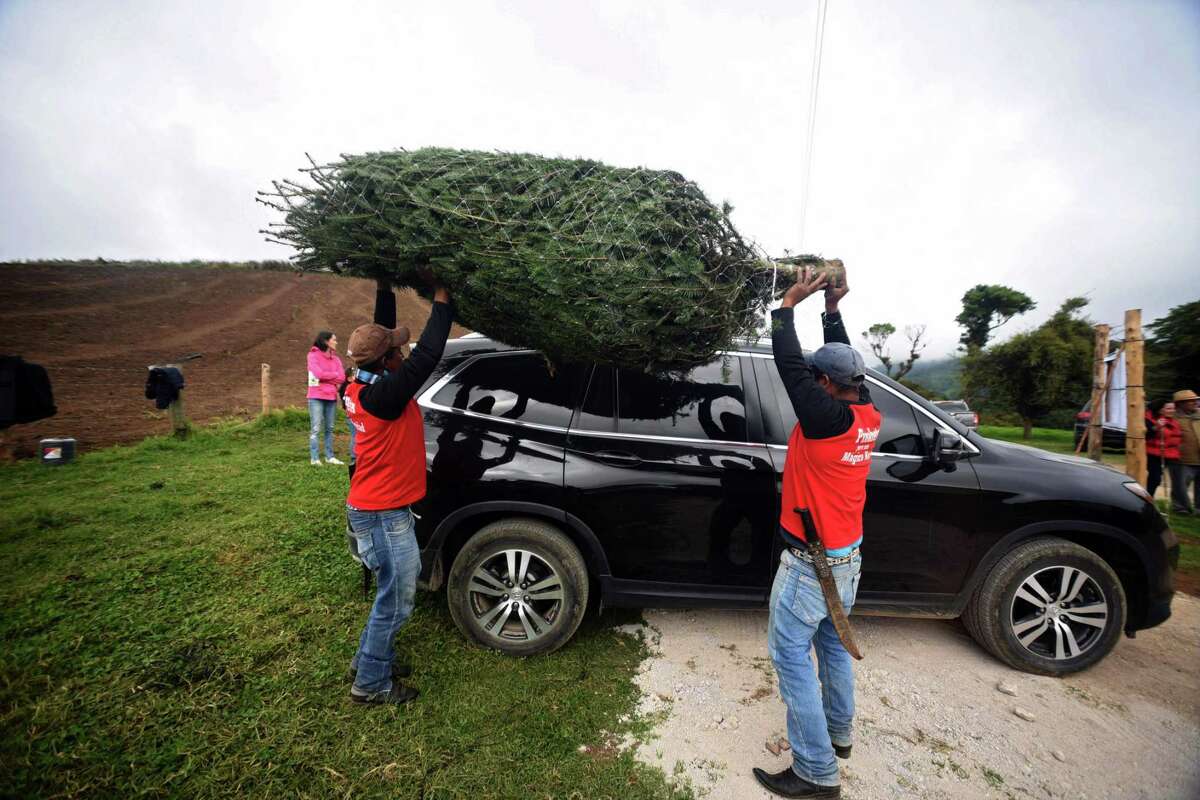 Christmas trees should be wrapped and secured to your vehicle before bringing them home.
