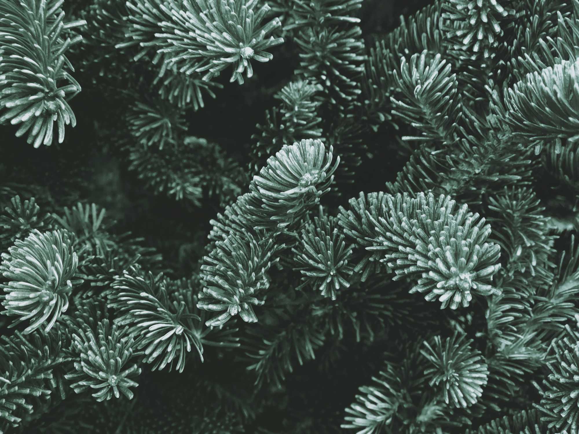 Scientists Studying To Improve Christmas Trees Discover Water Mold Affecting Fraser Firs Newstimes