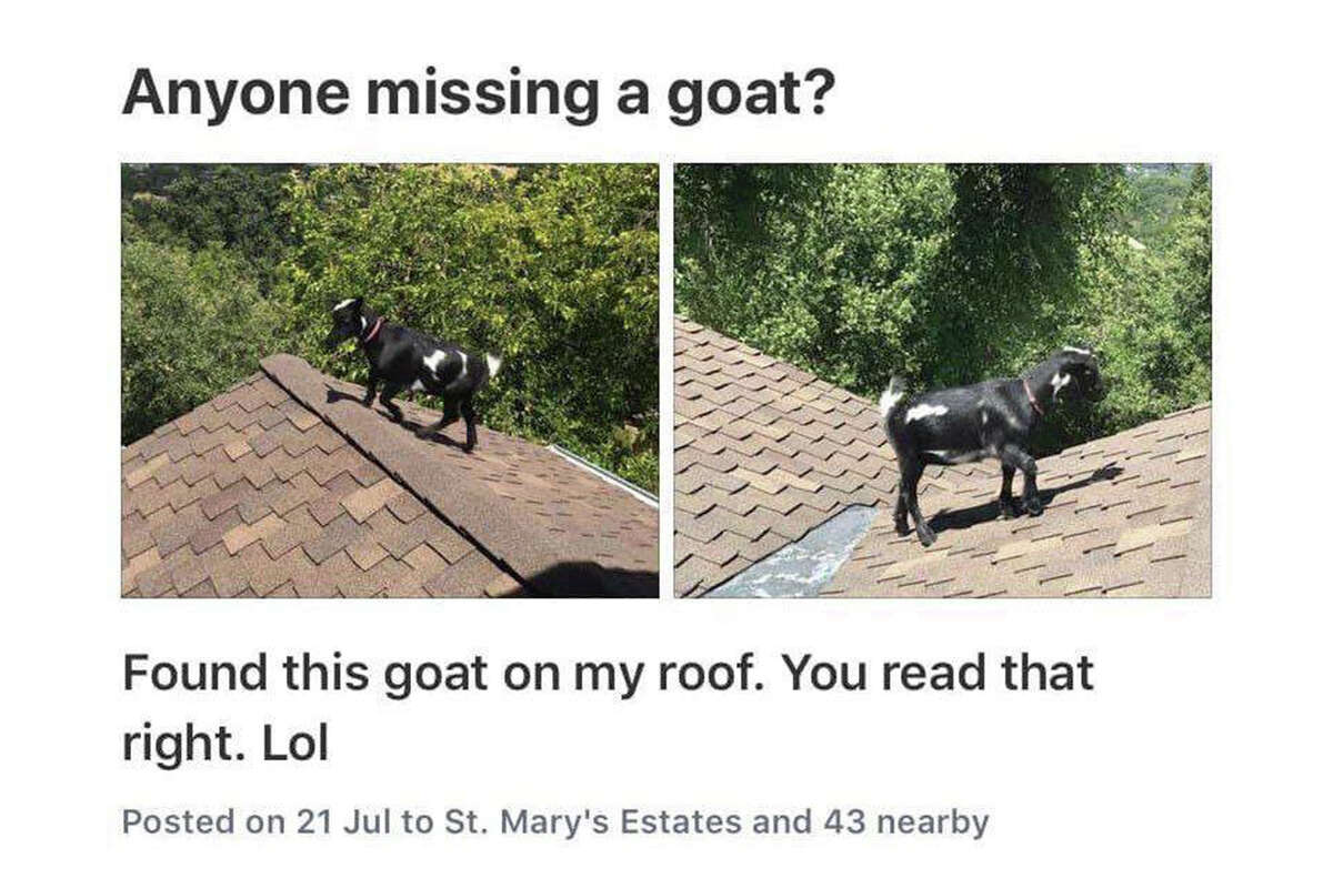 St. Mary's Estates, Lafayette, July 2019 Best of Bay Area Nextdoor 2019: Posts from the Twitter account that features the most hilarious items from the Nextdoor site.