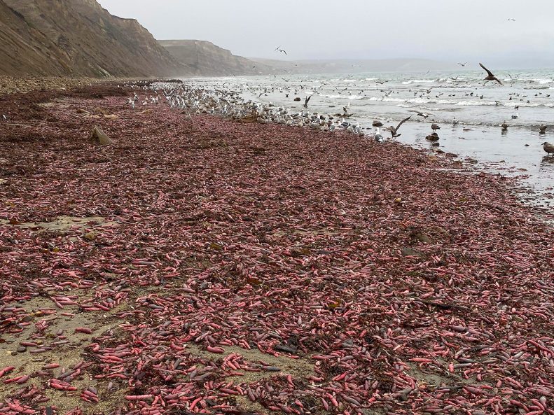 Thousands of 'penis fish' washed up on a Point Reyes beach. Yes