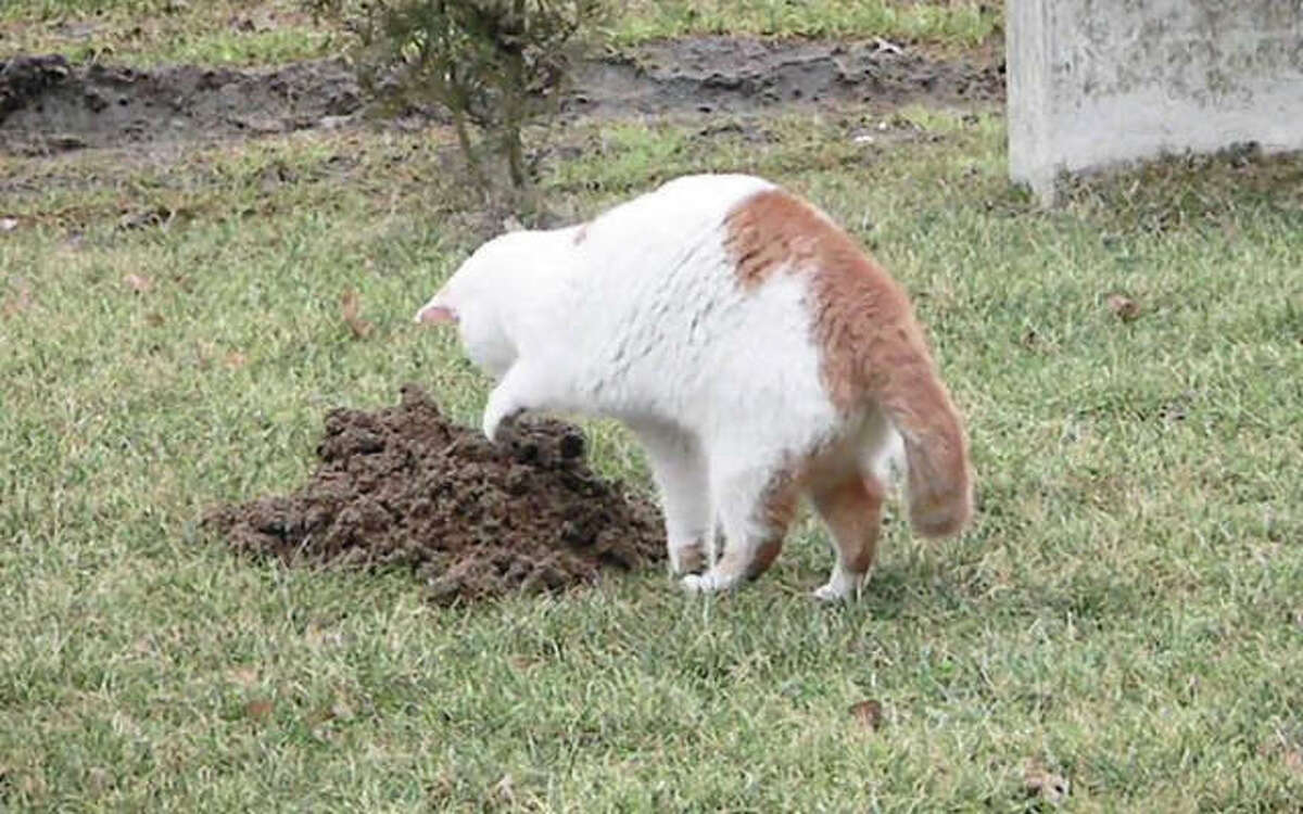 A former feral cat hunts for rodents on a Metro East Sanitary District levee. The MESD has “adopted” a number of the cats for rodent control, a major concern along the levees where burrowing animals can threaten the integrity of flood protection devices.