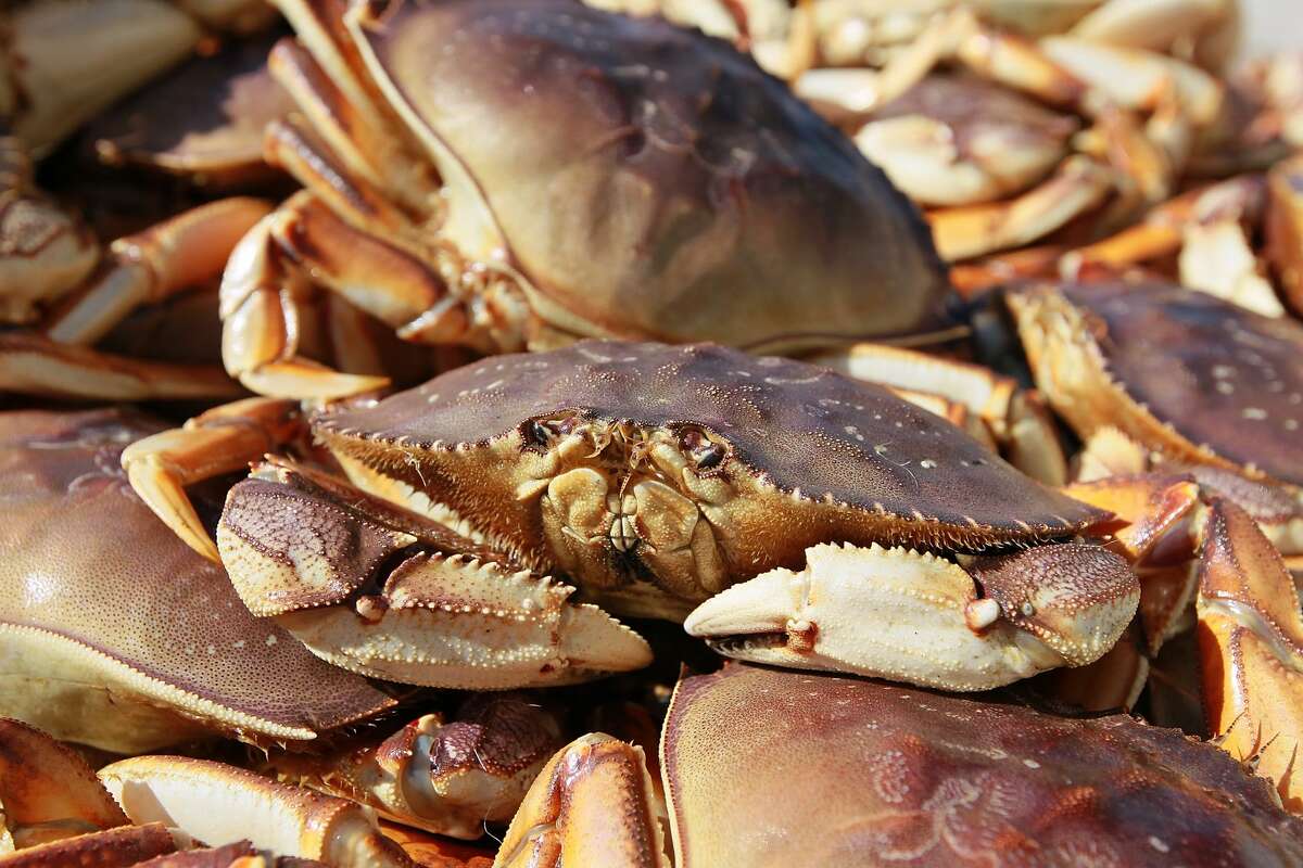FILE — A Dungeness Crab sits in a bin after being offloaded from a fishing vessel on November 17, 2010 in San Francisco, Calif.