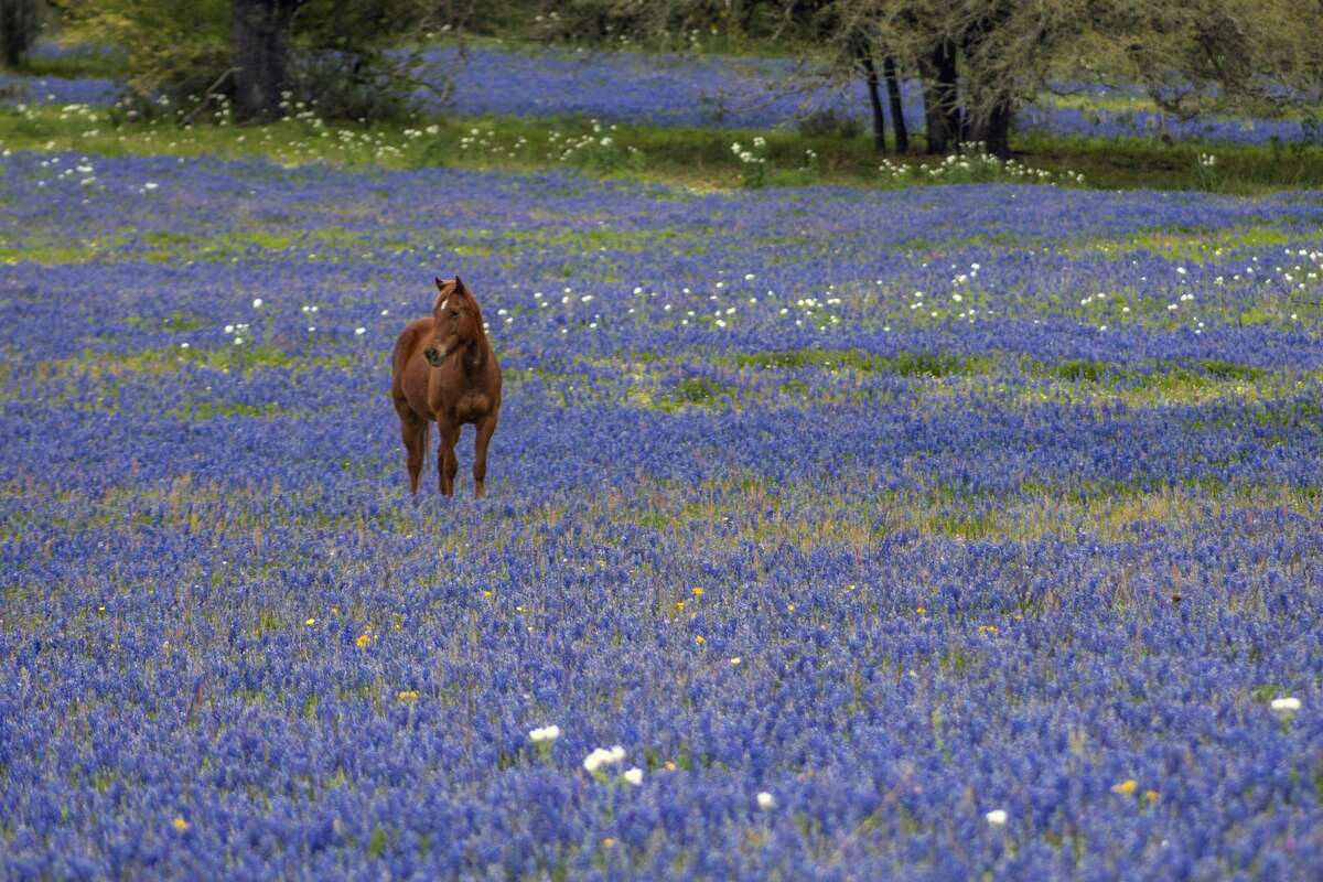 Horse in bluebonnets in Poteet, Texas, on March 16, 2019.