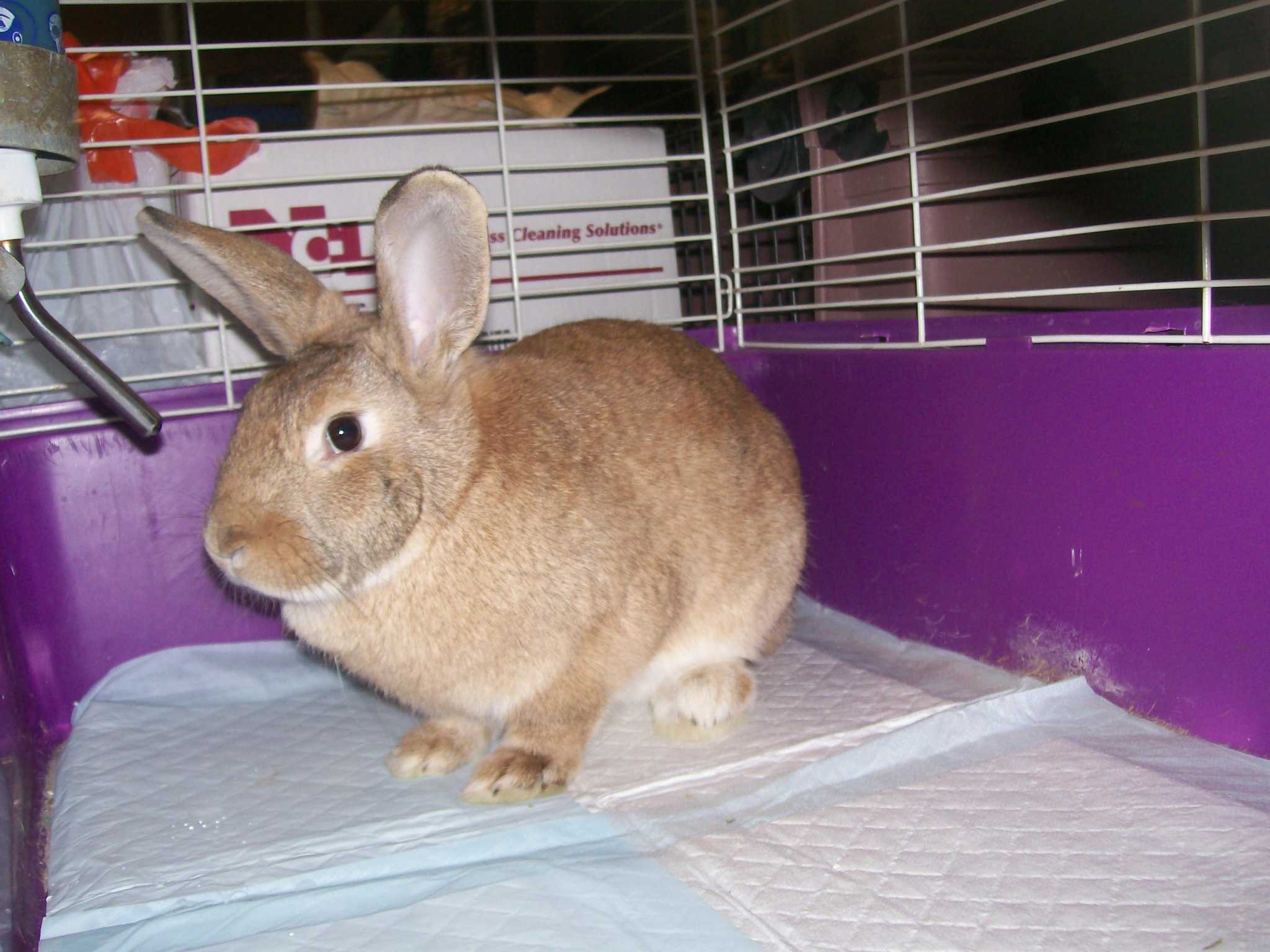 Oneyearold rabbit available at animal shelter