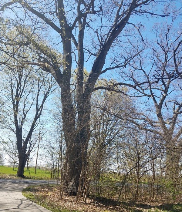 Manistee County's biggest tree identified in ReLeaf Michigan Big Tree Hunt