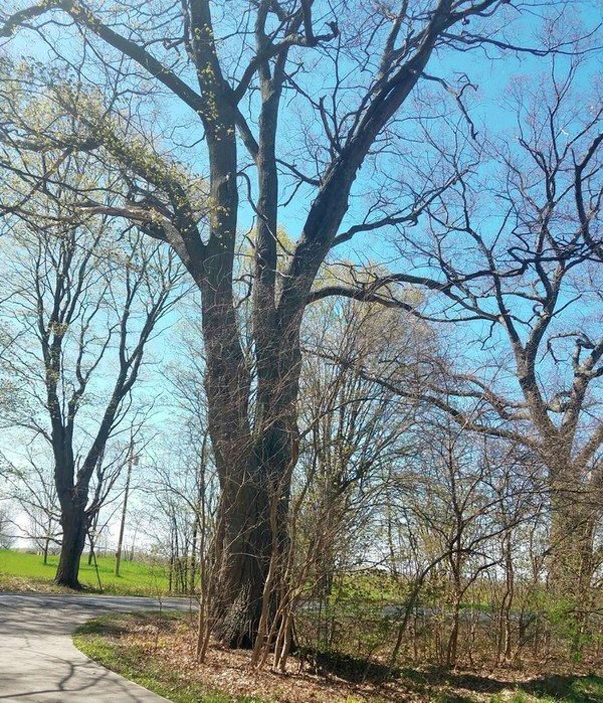 The largest tree in Manistee County was submitted to the Michigan Big Tree Hunt contest by James Mckenzie. It is a Northern Red Oak measuring 237 inches around, located in Brethren. (Courtesy photo)