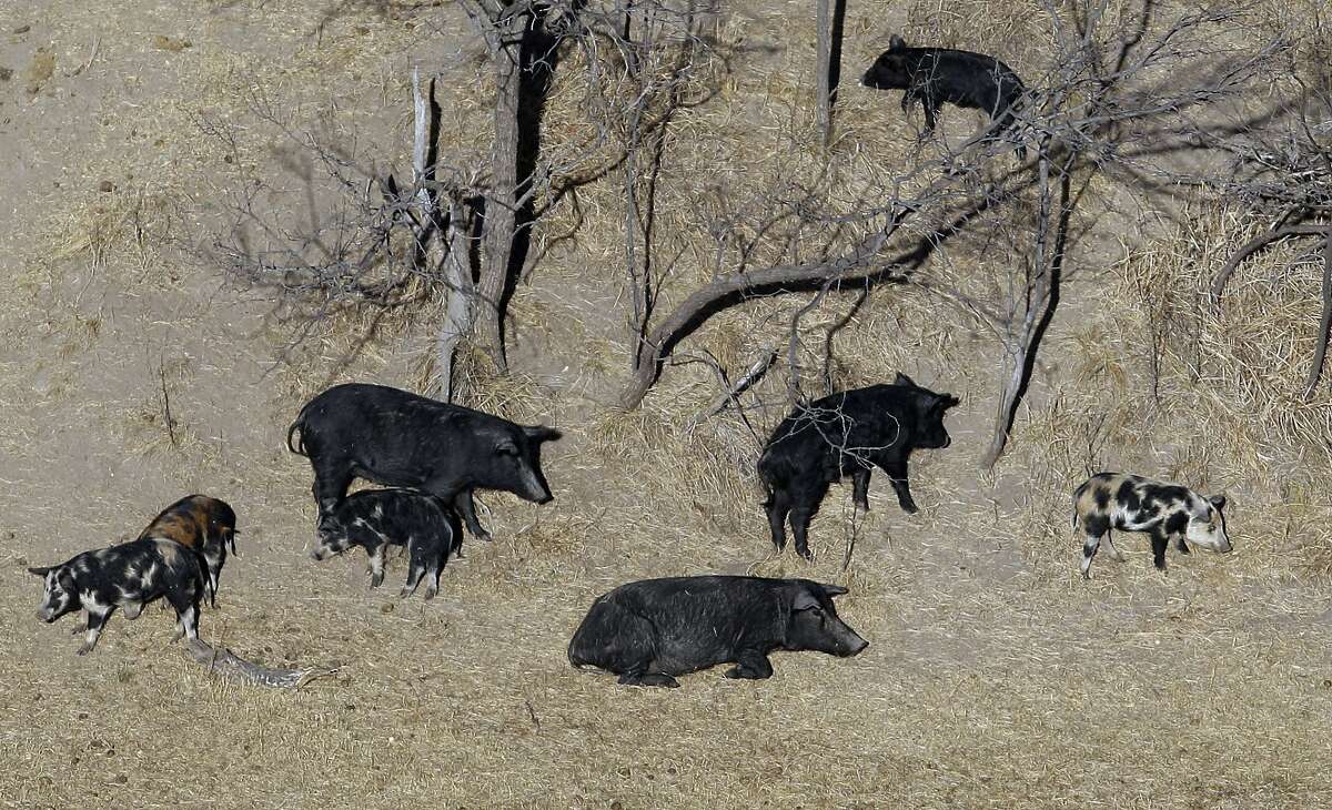 In this Feb. 18, 2009, file photo, feral pigs roam near a Mertzon, Texas, ranch.