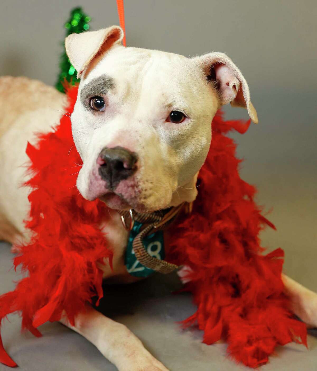 Layla (A547118) is a 3-year-old, female, white/blue Pit Bull mix available for adoption from the Harris County Animal Shelter. Photographed, Monday, Dec. 16, 2019, in Houston. Layla was brought into the shelter by a concerned citizen, who convinced his neighbor to surrender her, and another dog, because they were being neglected. Layla and her friend, Queen were not being cared or fed. Layla is very outgoing and sweet. Loves treats and attention.