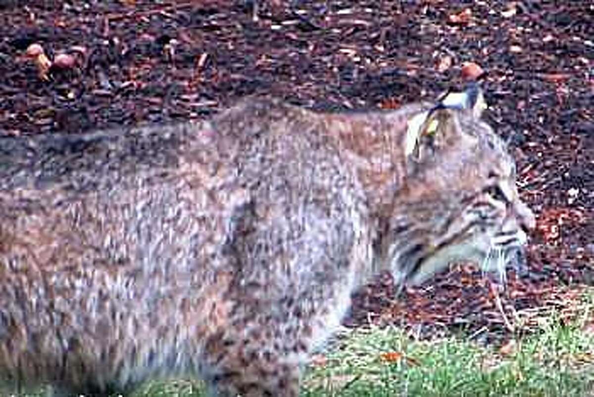 During the investigation of a bobcat attack in Fairfield, Animal Control officers were able to obtain a video which was recorded by a neighbor near Brett Road a week prior to this incident. This image is from a video of a bobcat that frequents the area.