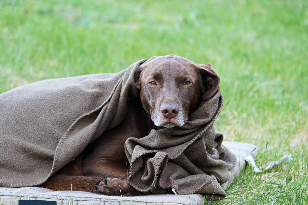 A very tired and cold dog wrapped in a blanket.