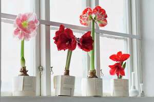 Ready to plant. Say ‘happy holidays’ with amaryllis.