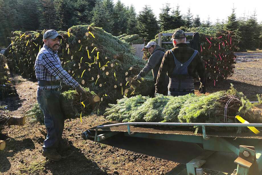 Crash shines light on immigrants in Christmas tree