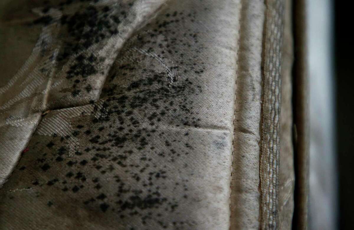 Mold growing on a mattress inside the bedroom of a resident's apartment unit at the Sandpiper Cove complex Friday, Dec. 6, 2019, in Galveston, Texas.