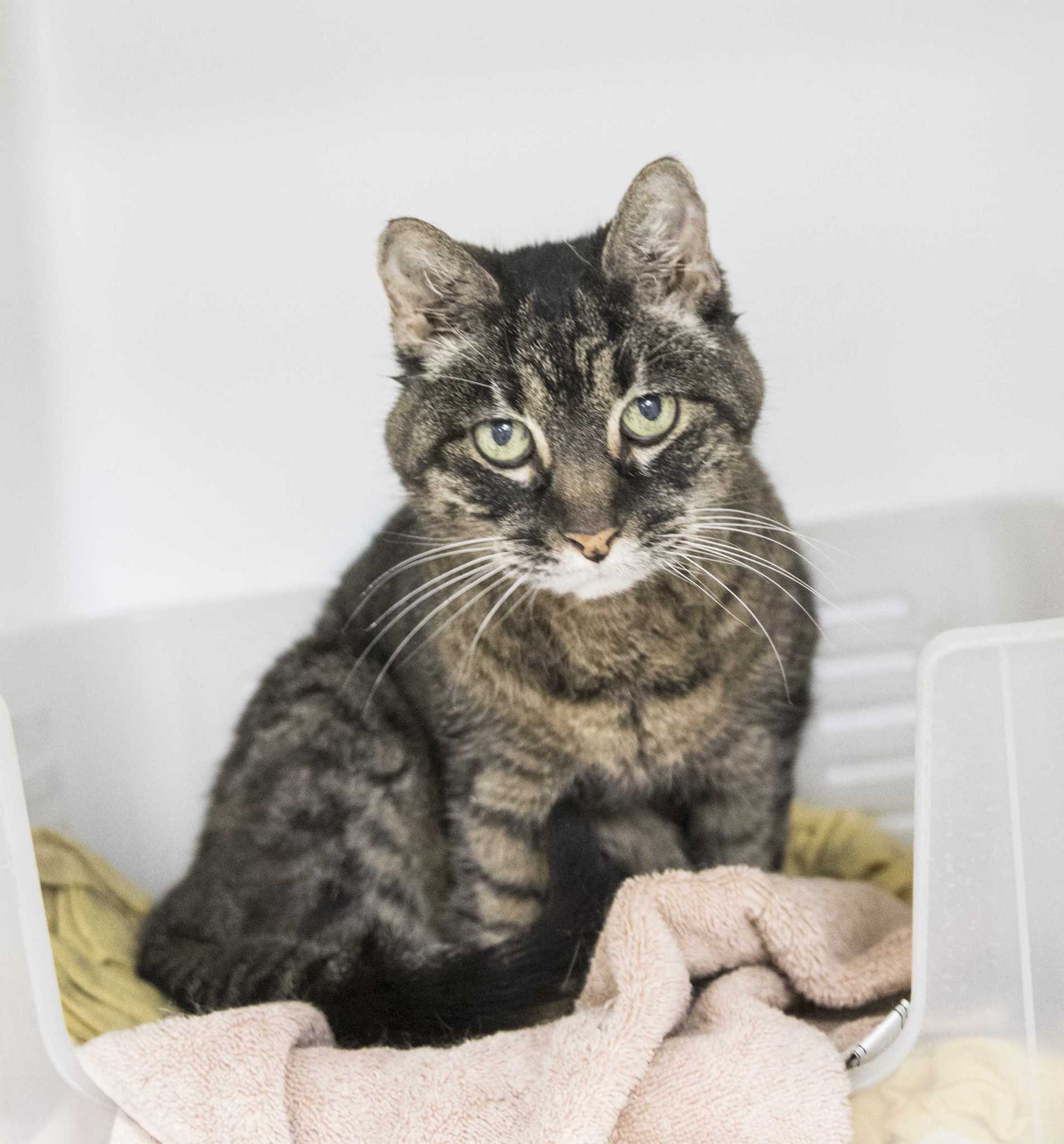 Abandoned 19yearold cat that needed home for holidays gets adopted