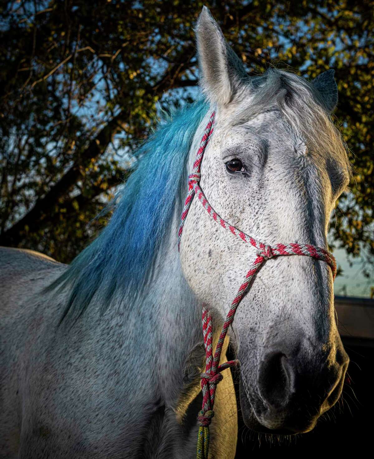 Meet two carriage horse stars of San Antonio’s downtown carriage ride scene