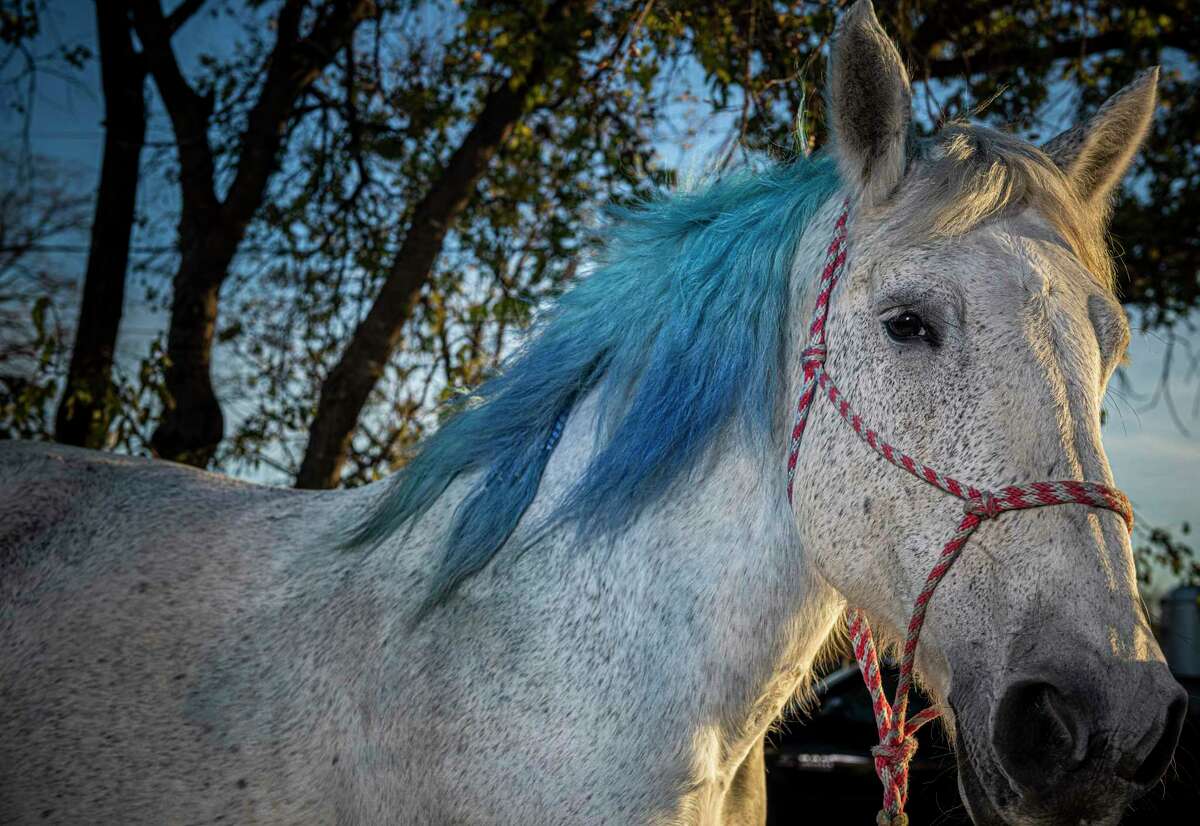 Meet two carriage horse stars of San Antonio’s downtown carriage ride scene