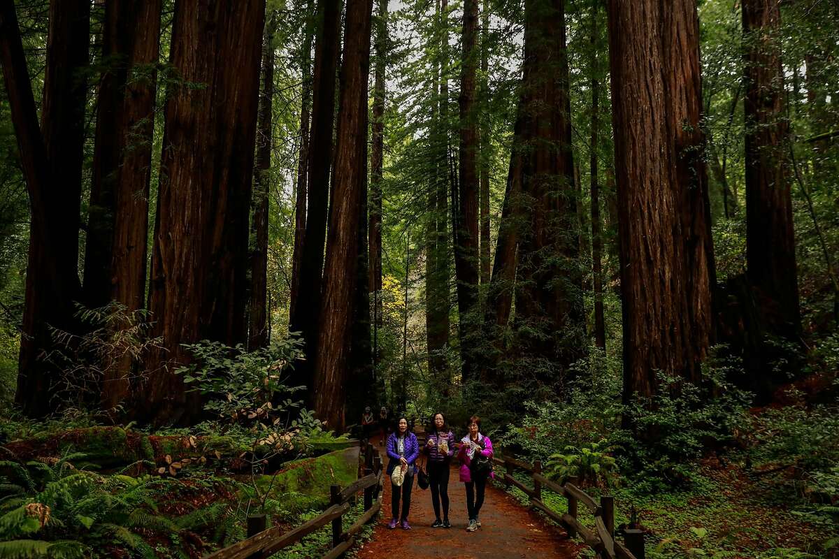 Park visitors walking through Cathedral Grove in Muir Woods, in Mill Valley, CA. Muir Woods is an extremely popular National Parks Service Monument - but its donor, William Kent, has an unfortunate history of anti-Asian bigotry.