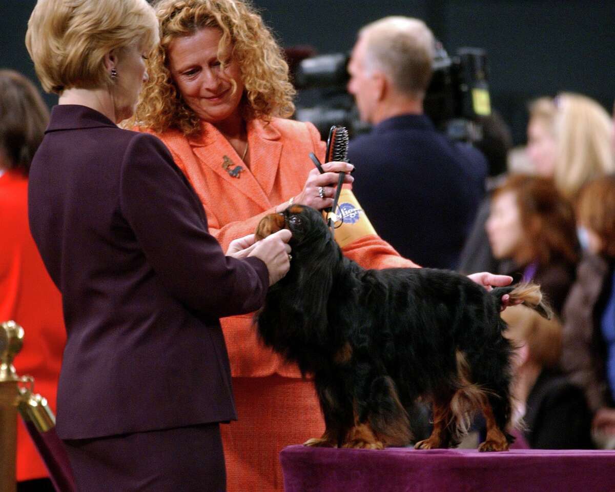 Newtown woman to judge Westminster dog show