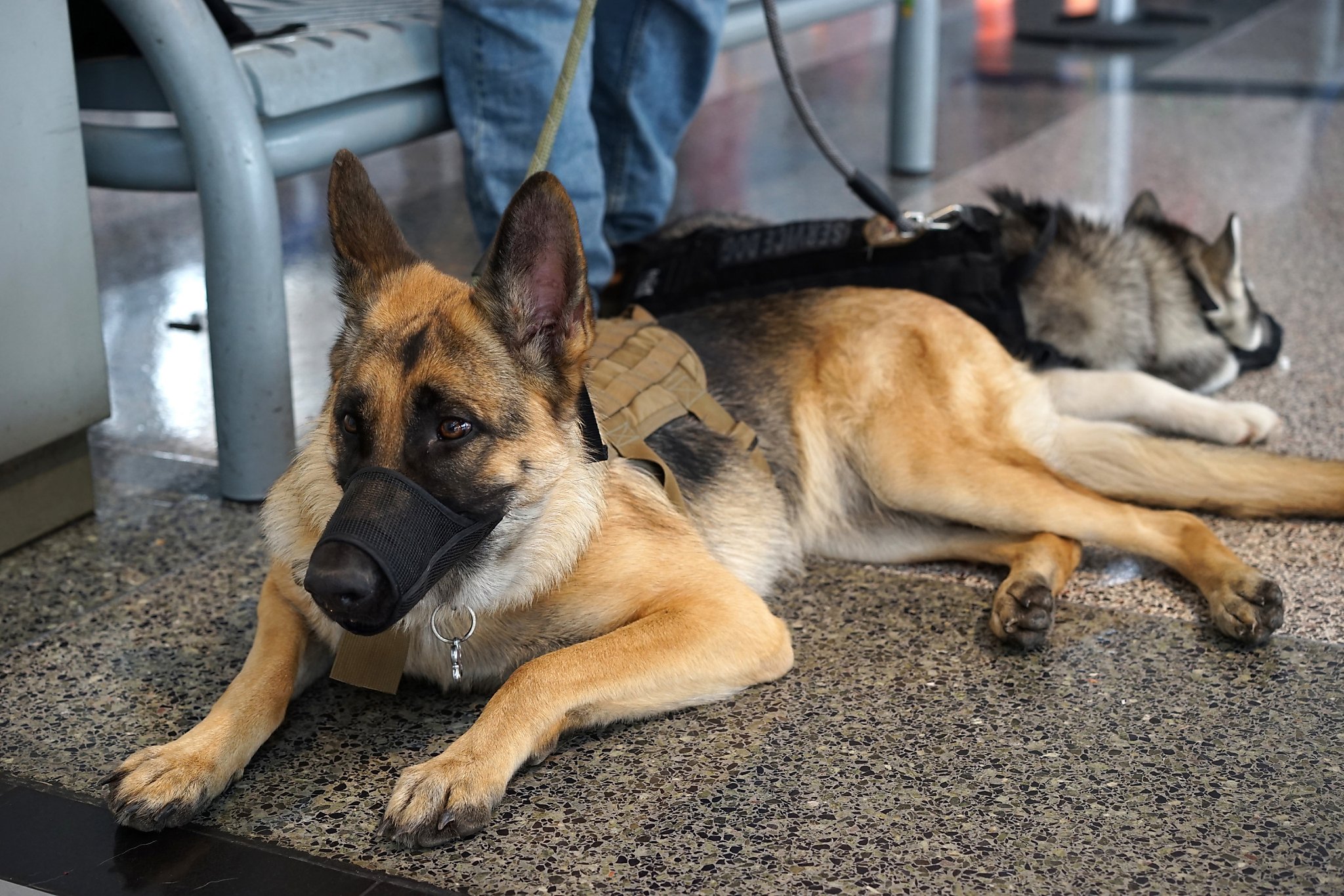 Routes: SFO to India, U.K. lockdown + Qantas, animals, 737 Max, JetBlue, Delta Wi-Fi - Vimarsana News