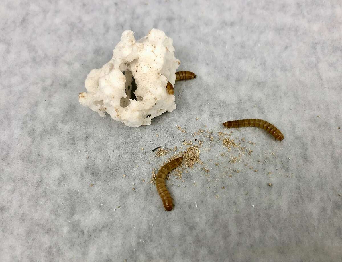 Mealworms dine on polystyrene, then excrete the brown material, which contains trace amounts of chemicals.