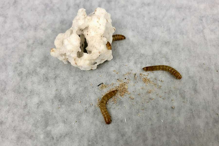 Plasticmunching mealworms may be key to helping clean environment