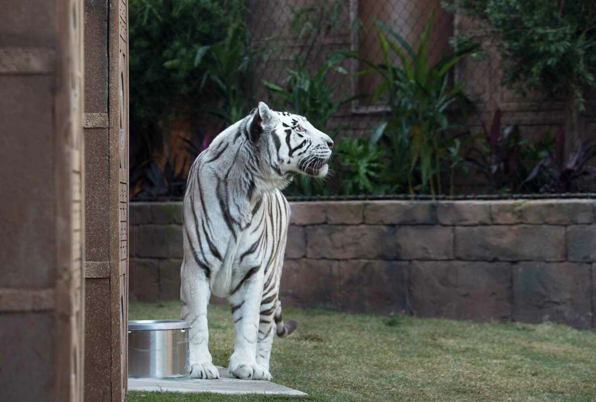 Controversial white tigers at the Downtown Aquarium get a new 4M back yard