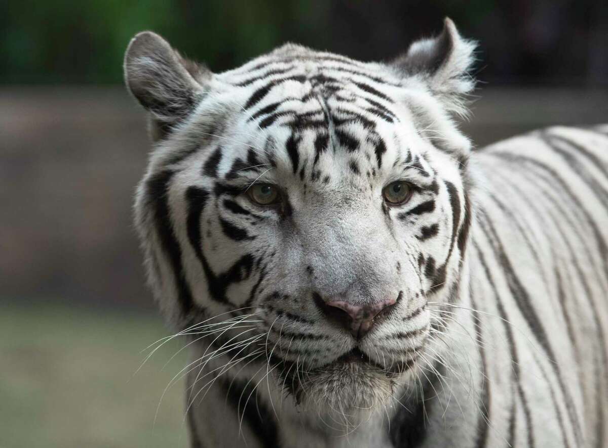 Controversial White Tigers At The Downtown Aquarium Get A New $4m Back Yard