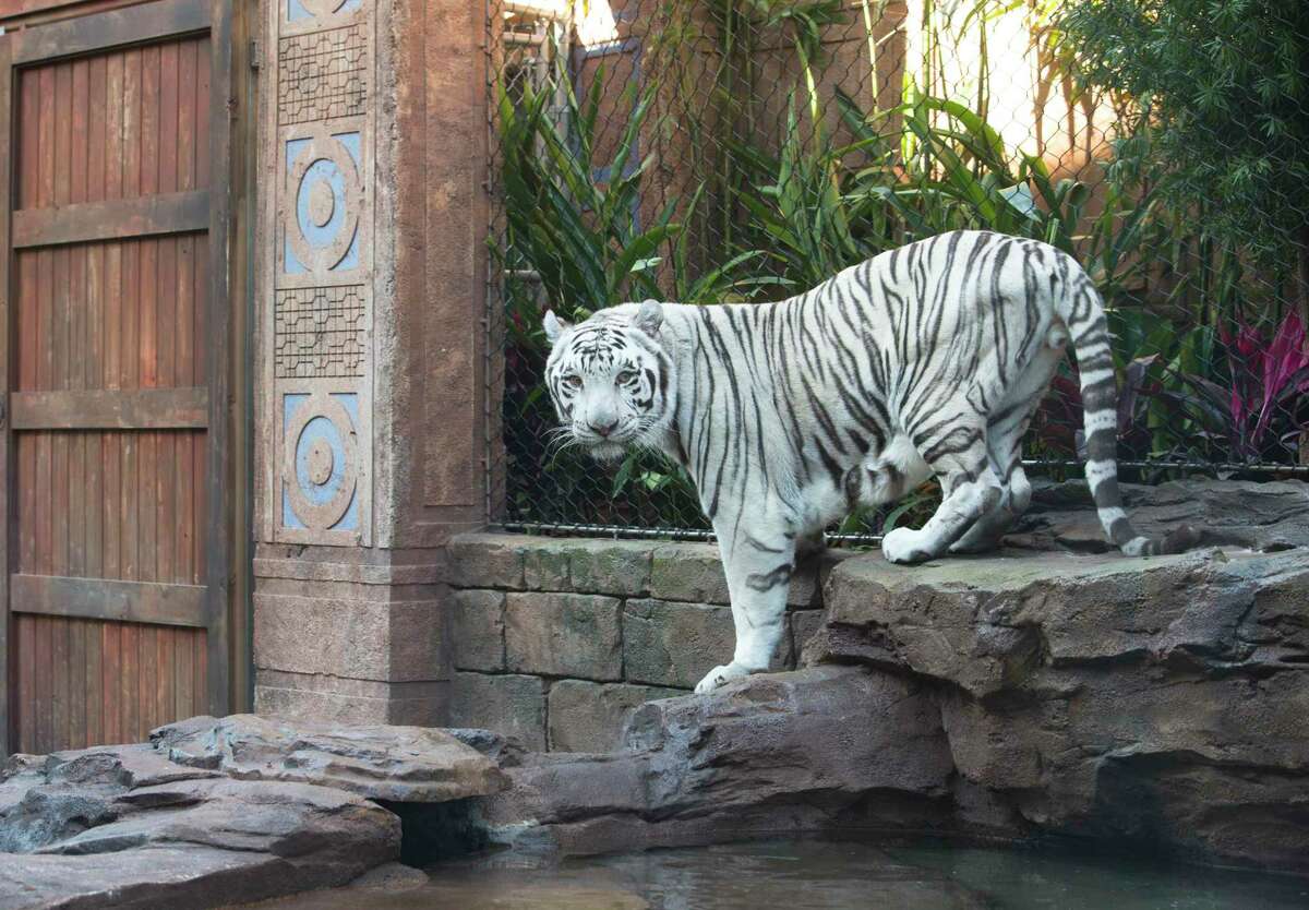 Controversial white tigers at the Downtown Aquarium get a new 4M back yard