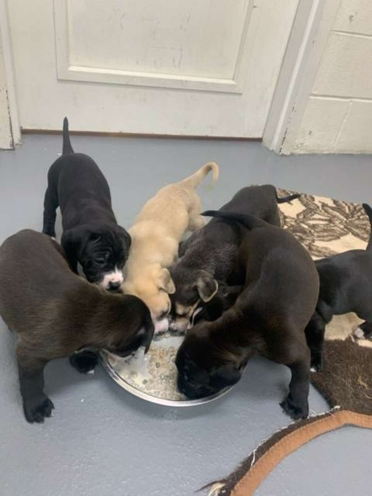 Callie, a sweet little hound dog mix, gave birth to six pups, available for adoption at the ROAR Donofrio Family Animal Shelter in mid-January.