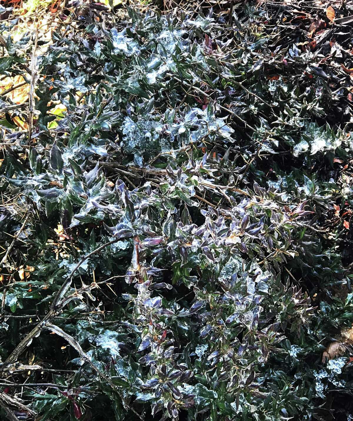 Ice on a bush alongside Saugatuck Avenue in Westport thaws out in the sun on Dec. 19, 2019.