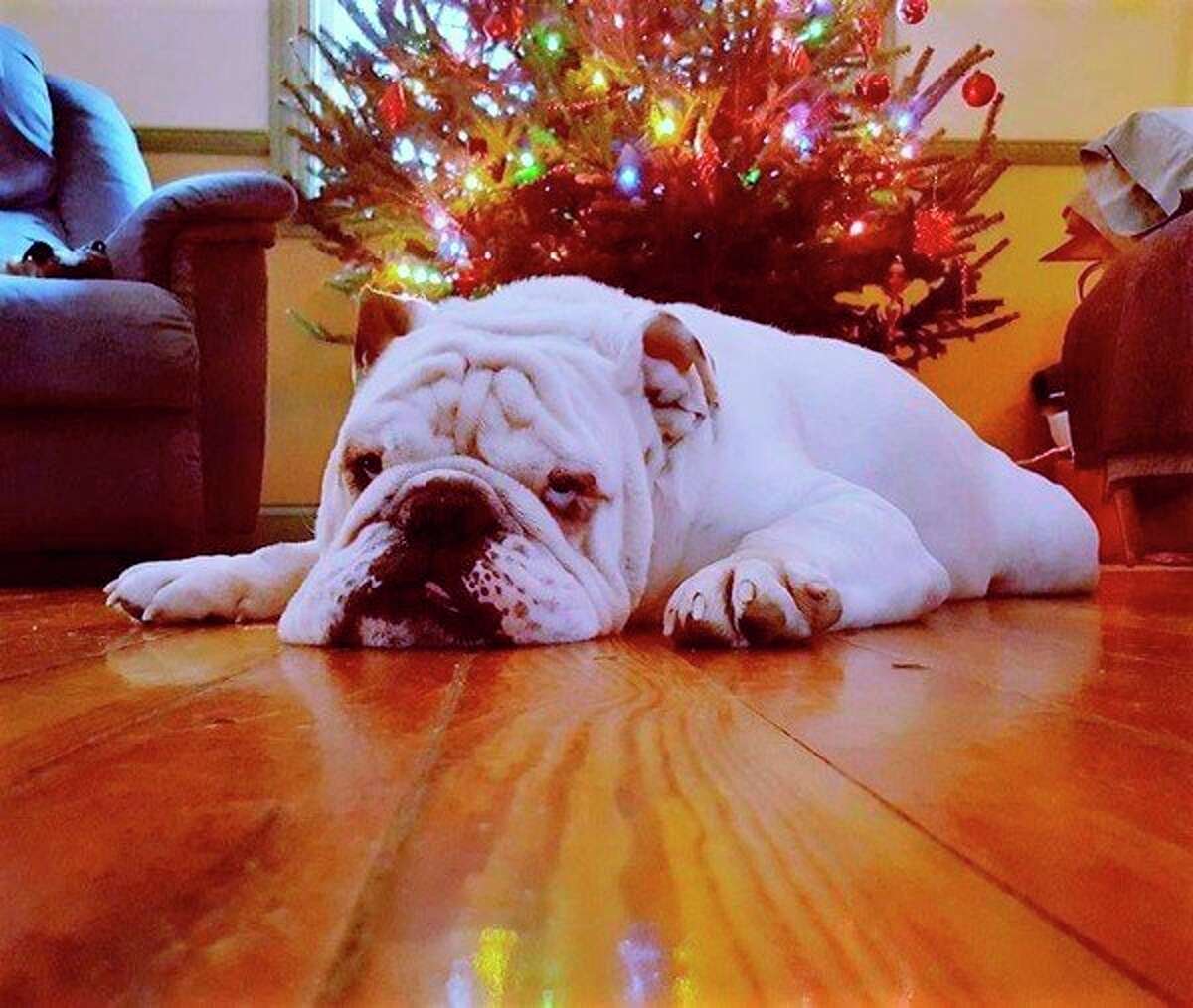 A bulldog feels festive as Christmas nears. (Courtesy photo)