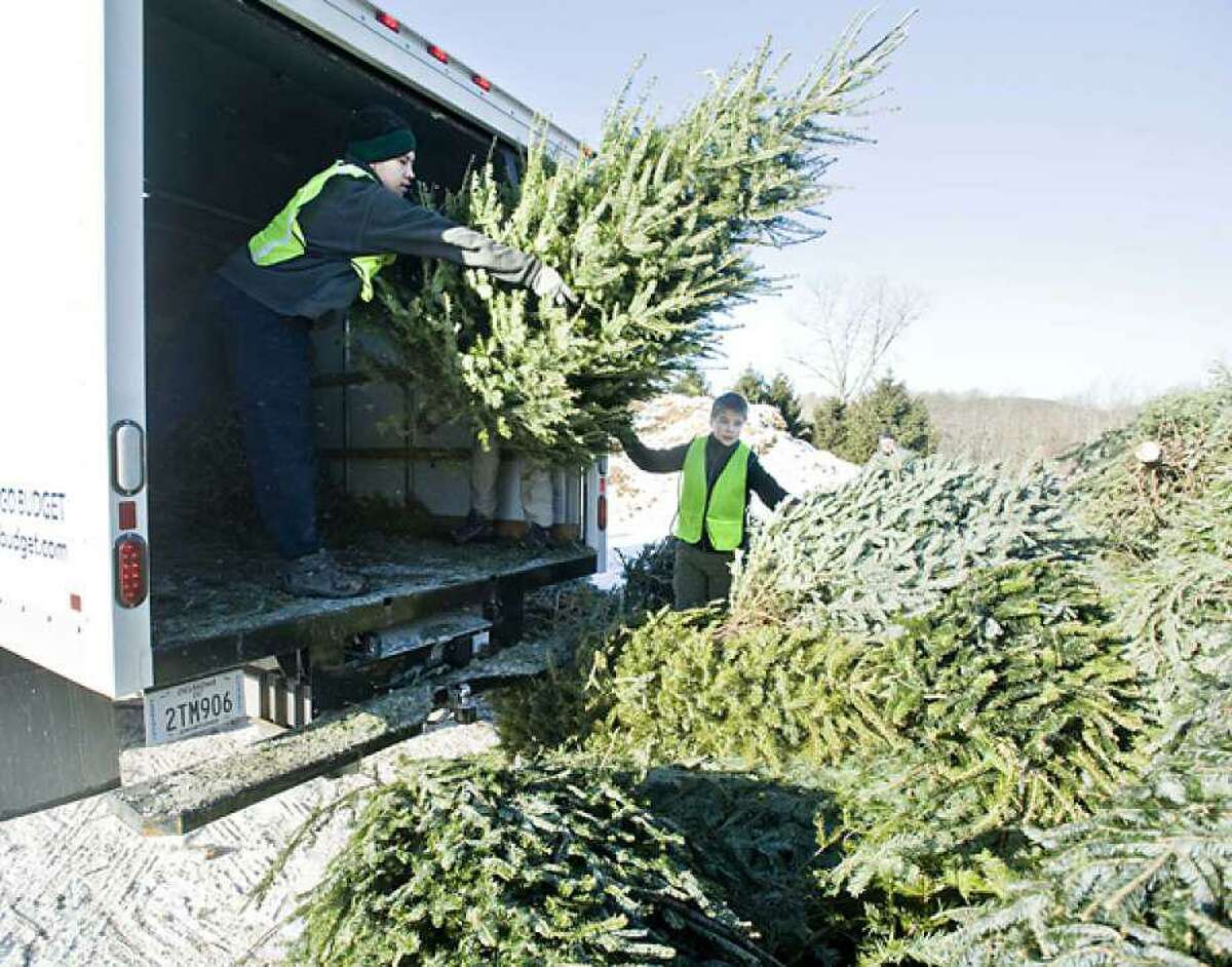 Troop 116 members toss old Christmas trees into a pile.