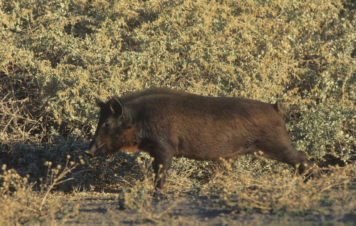 A California feral wild boar, the direct result of George Gordon Moore's hunting escapades in the 1920s.