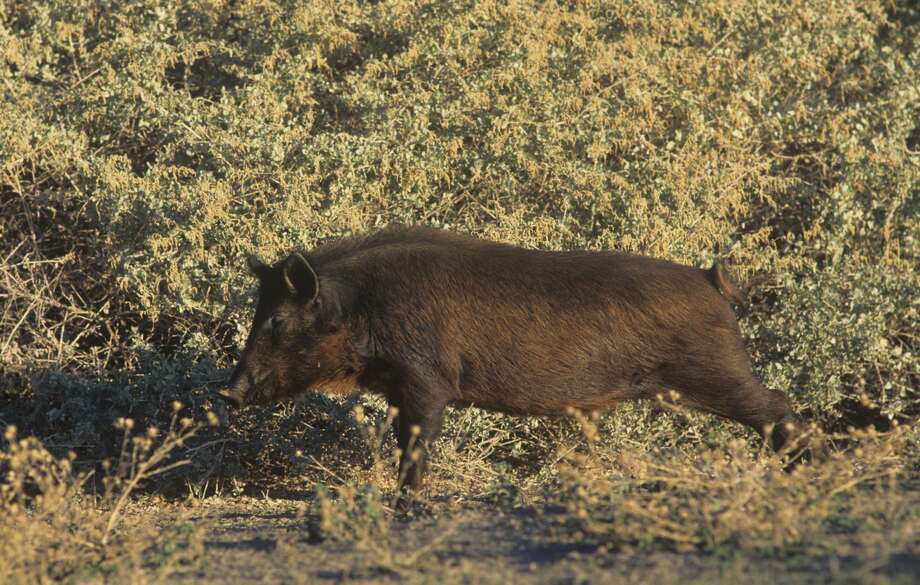 One eccentric socialite is to blame for California's wild pig ...